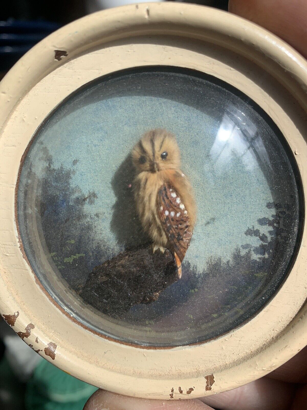 Tawny Owl (Version 2)